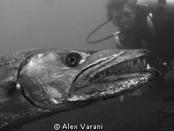 Laaaarge barracuda by Alex Varani 